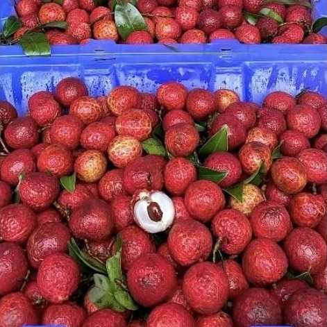 

[KIRIM INSTAN/SAMEDAY] Lychee Madu/Lychee Merah Import Manis Mantap Buah MUSIMAN