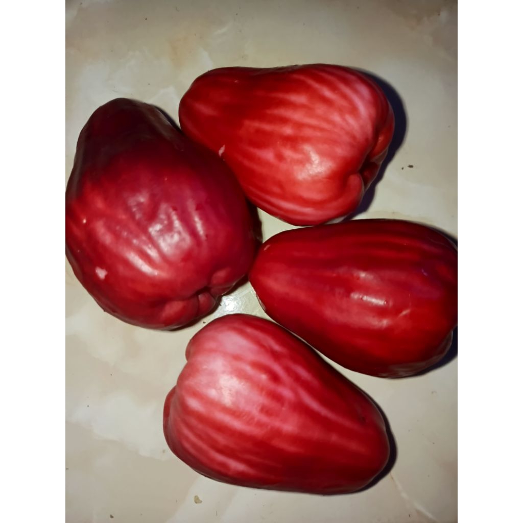 

jambu Jamaika/merah manis 1 kg