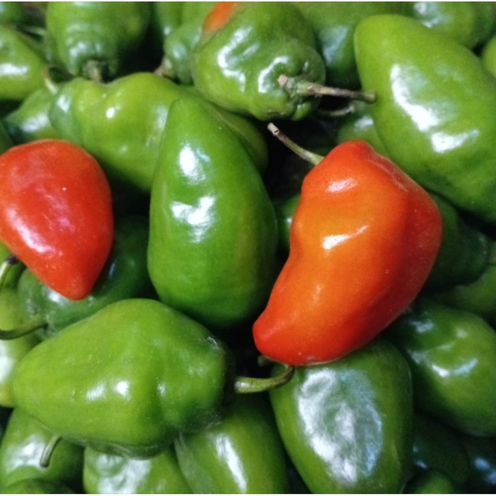 

Cabe gendot segar isi 1klo