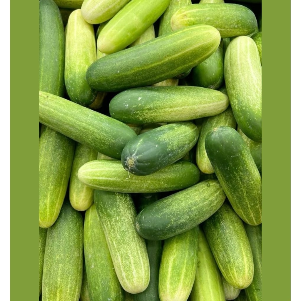 

Timun Lalapan Fresh 1 kg Sayuran segar