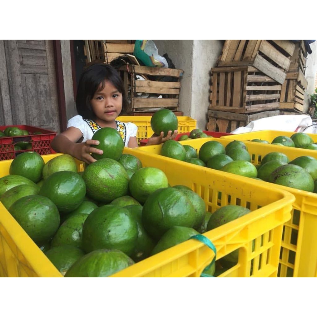 

Alpukat Mentega Jumbo Kediri Lereng Kelud Grade A isi 2 - 4 / Kg