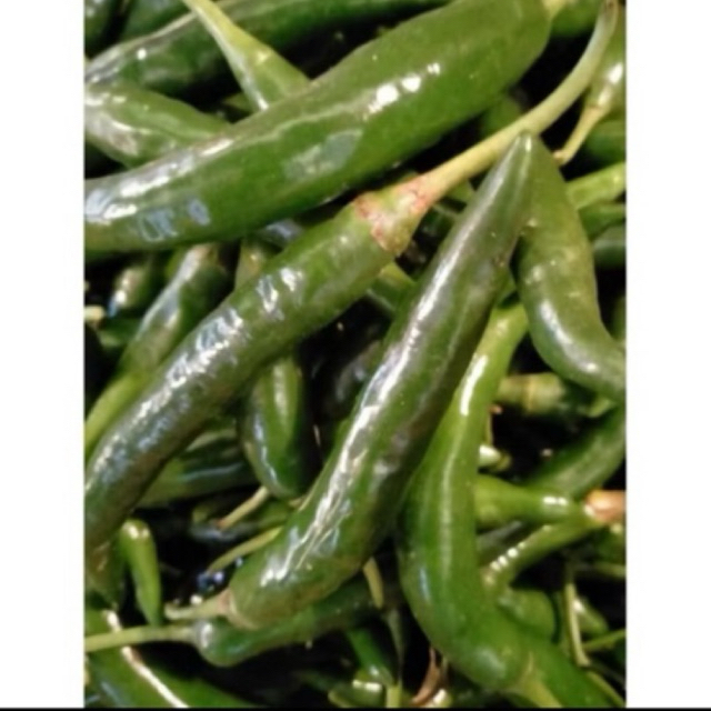 

CABAI HIJAU TW SEGAR 1 Kg