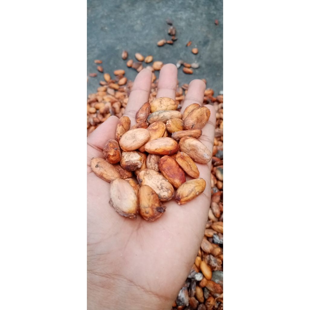 

BIJI KAKAO/COKLAT/KOPI COKLAT 500 gram