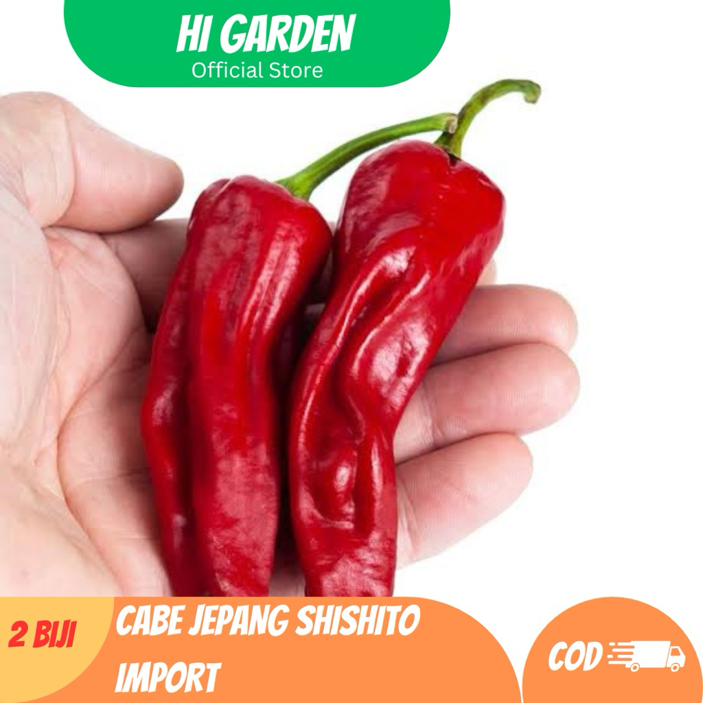 

2 Biji Benih Cabe Jepang Shishito – Pedas Ringan, Cocok Panggang & Tumis