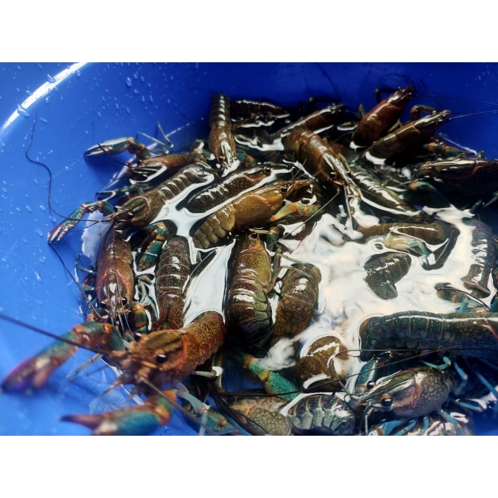 indukan lobster air tawar 4"inc