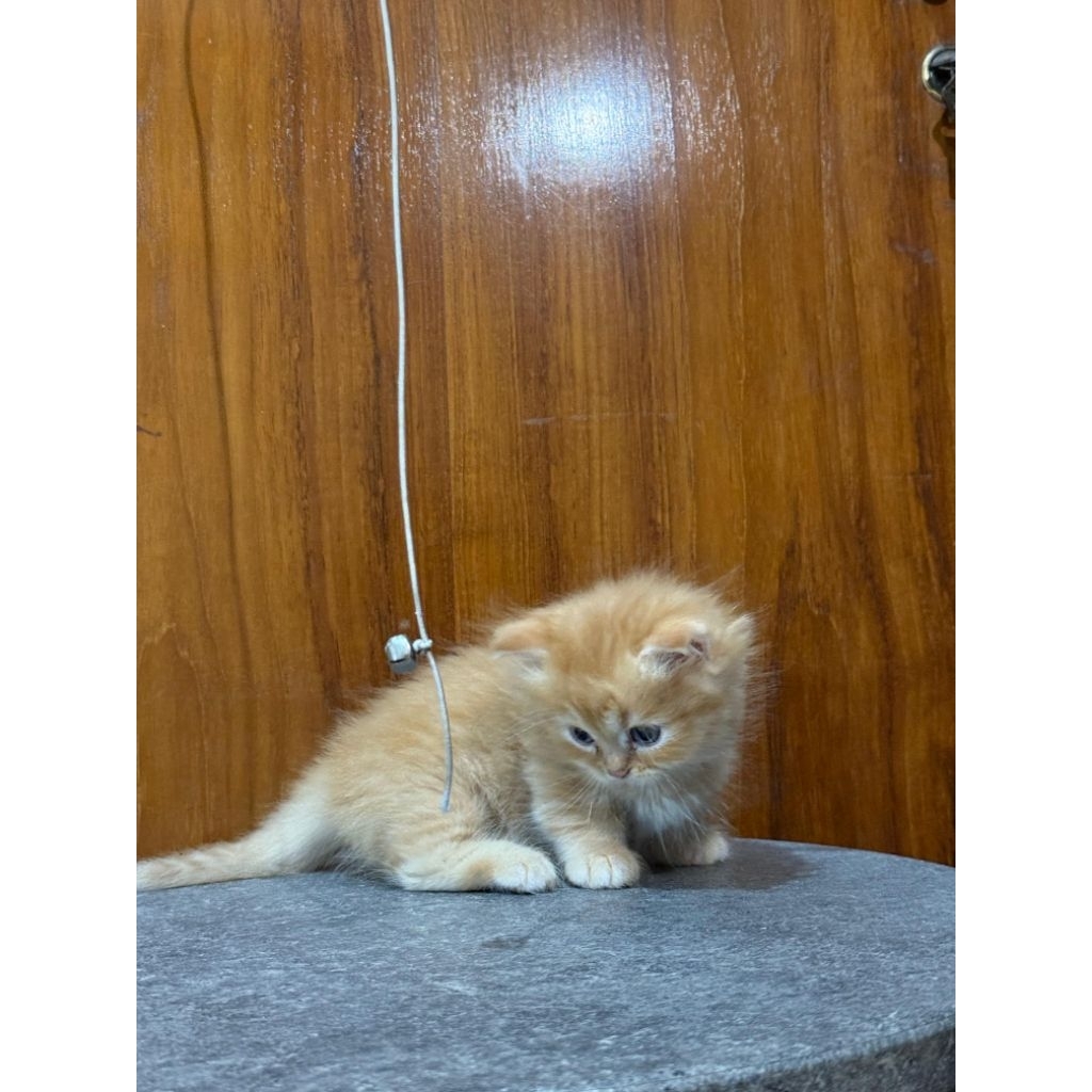 kucing kitten munchkin