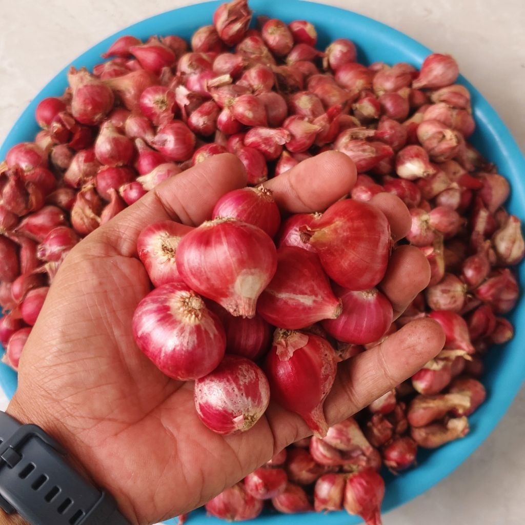 

Bawang Merah Probolinggo, Bawang Merah Ukuran Besar dan Tanggung Campur, Bawang Merah Termurah