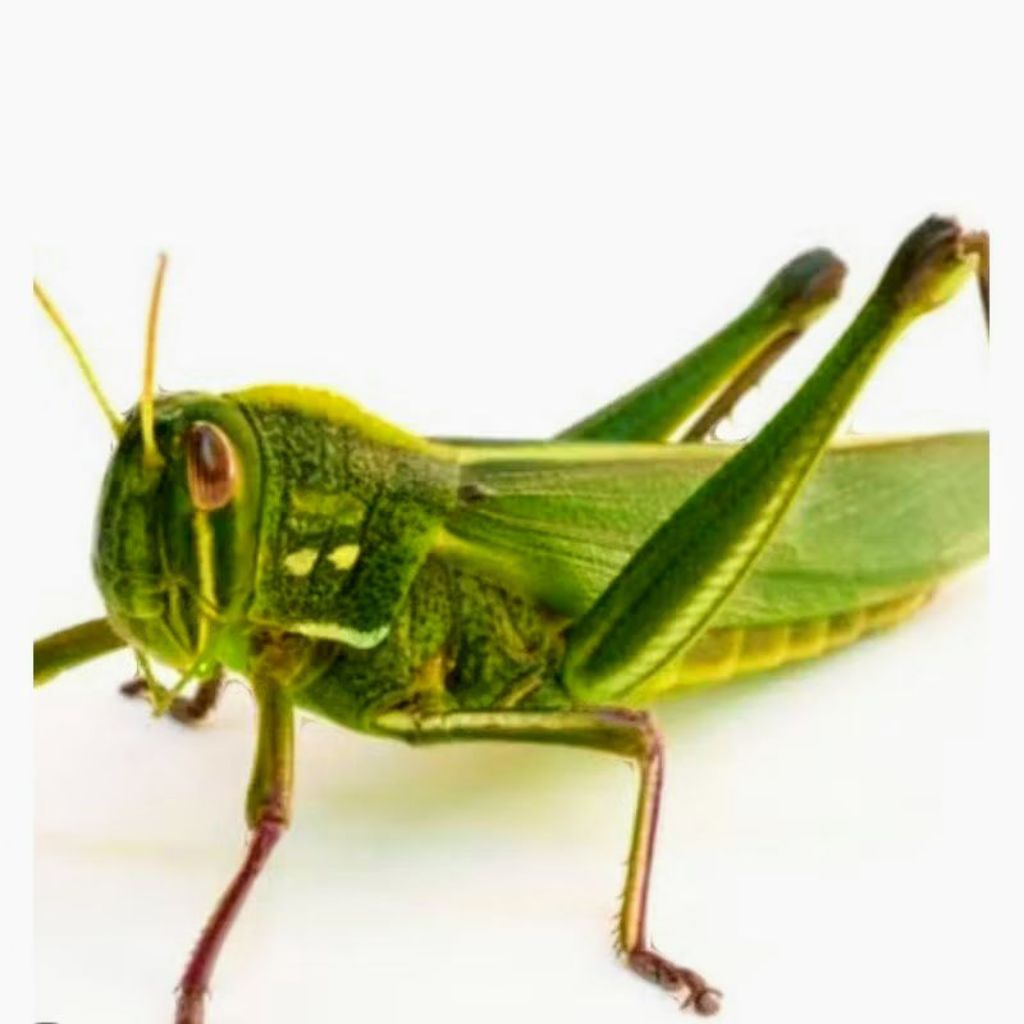 belalang jumbo , belalang rumput ,belalang hidup , belalang murah