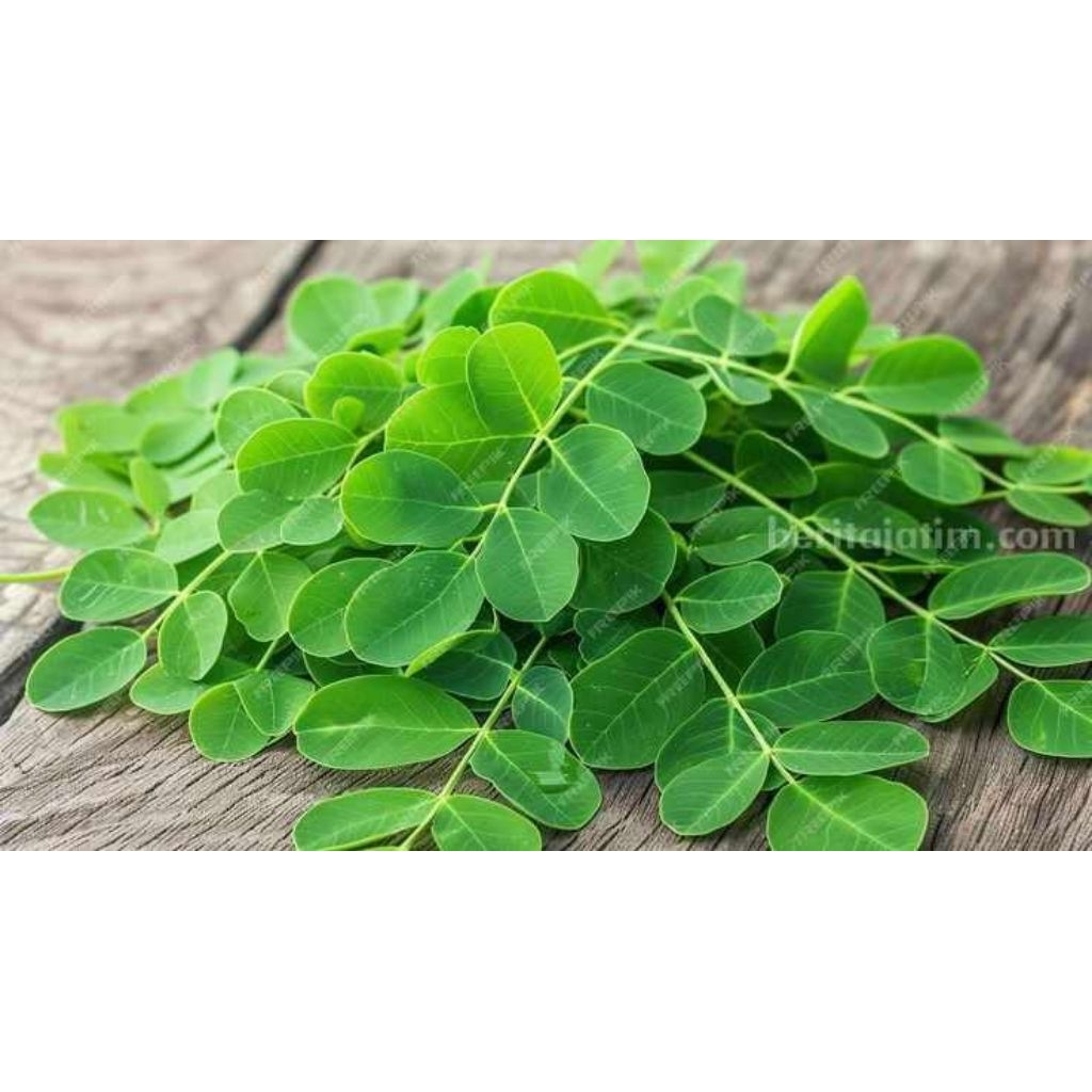 

Daun Kelor Segar (fresh moringa leaf)