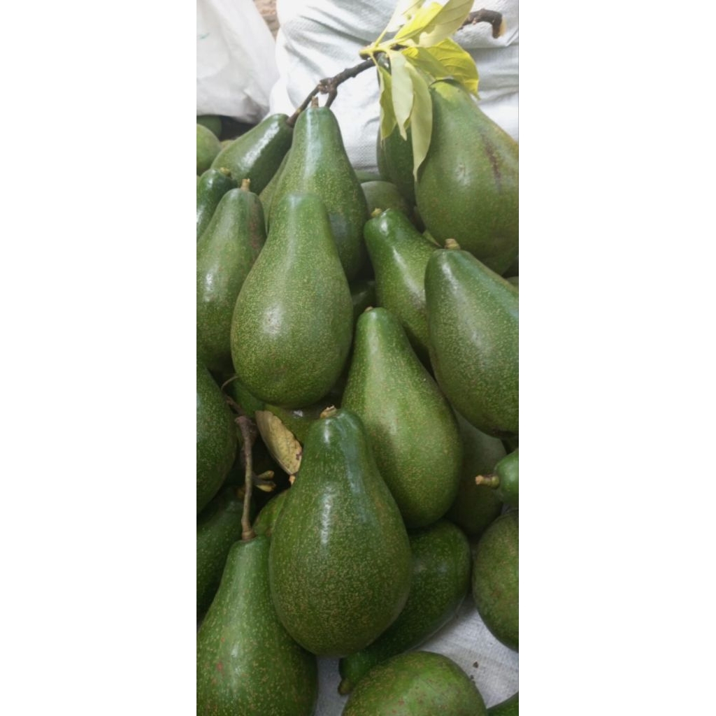 

Alpukat mentega super