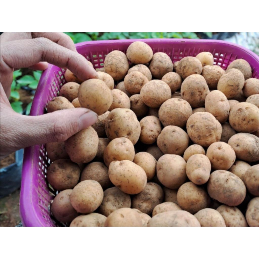 

Kentang Granola Ares 1 kg / kentang baby potato