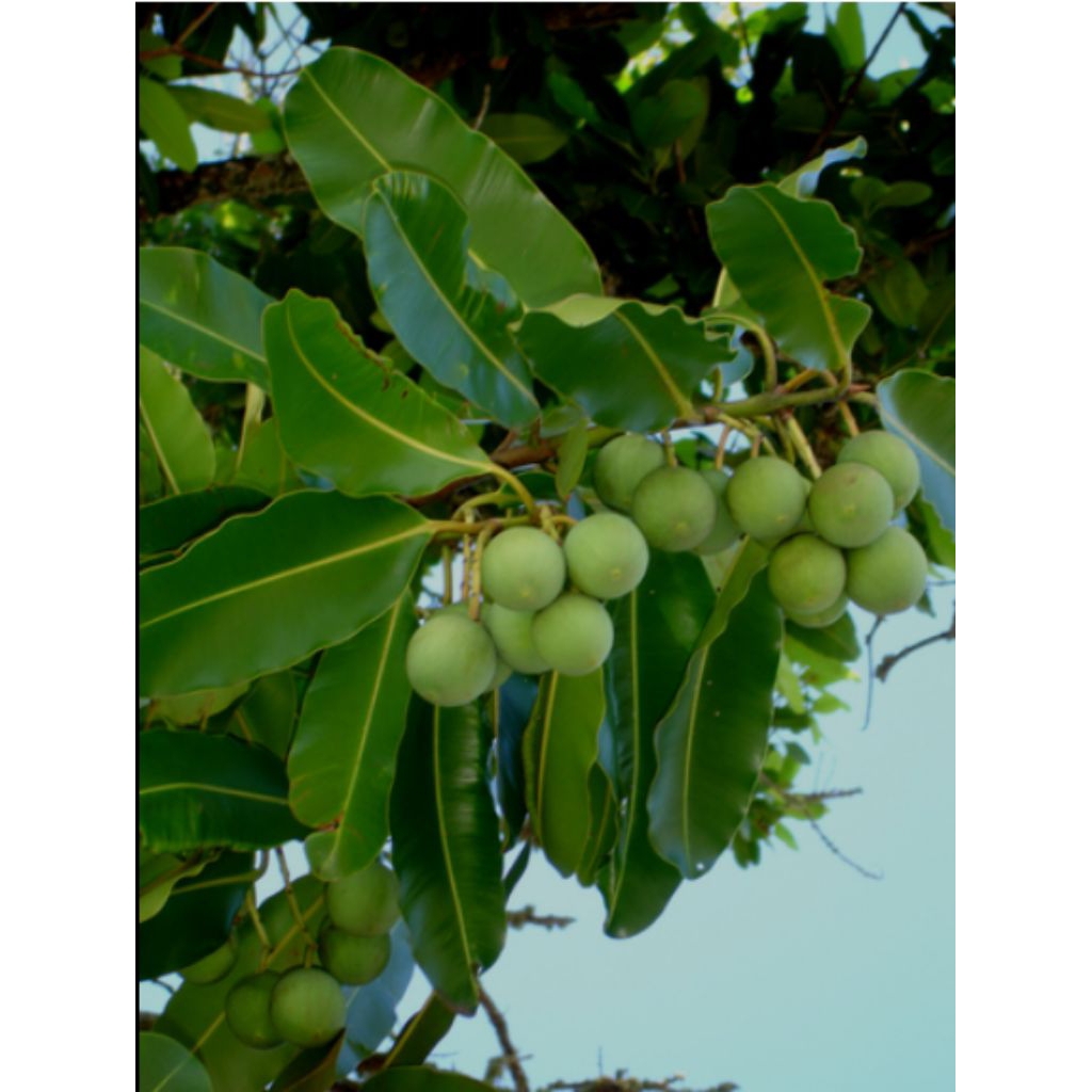 

buah nyamplung segar kondisi tua sepaket isi 500 gram = harga 35.000