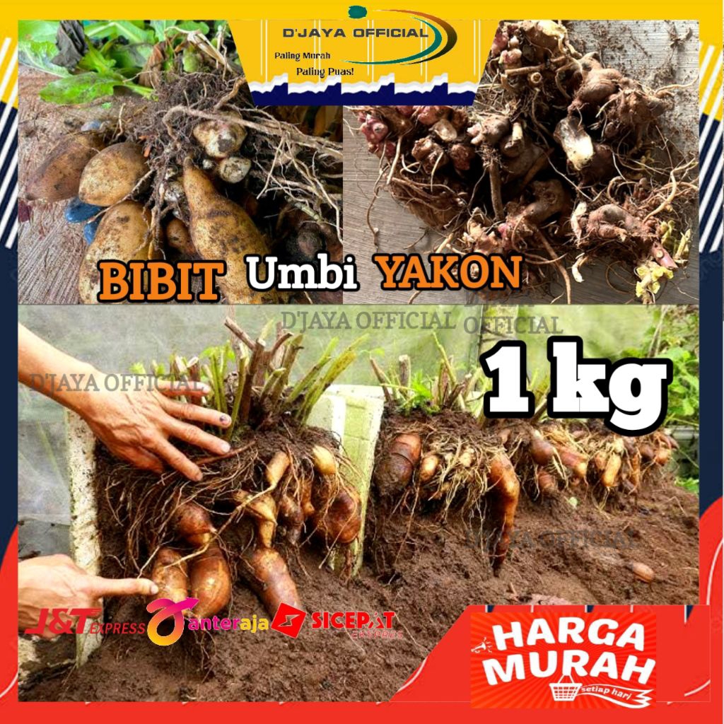 Shopritz Bibit Umbi Yakon Asli Wonosobo 1Kg Stock Terbatas / Rimpang Bibit Yakon Kiloan