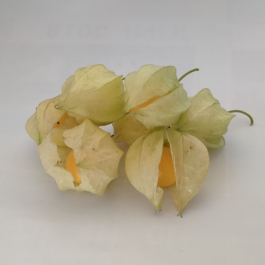 

Buah Ciplukan Segar - Langsung dari Petani kemasan (100 gram)