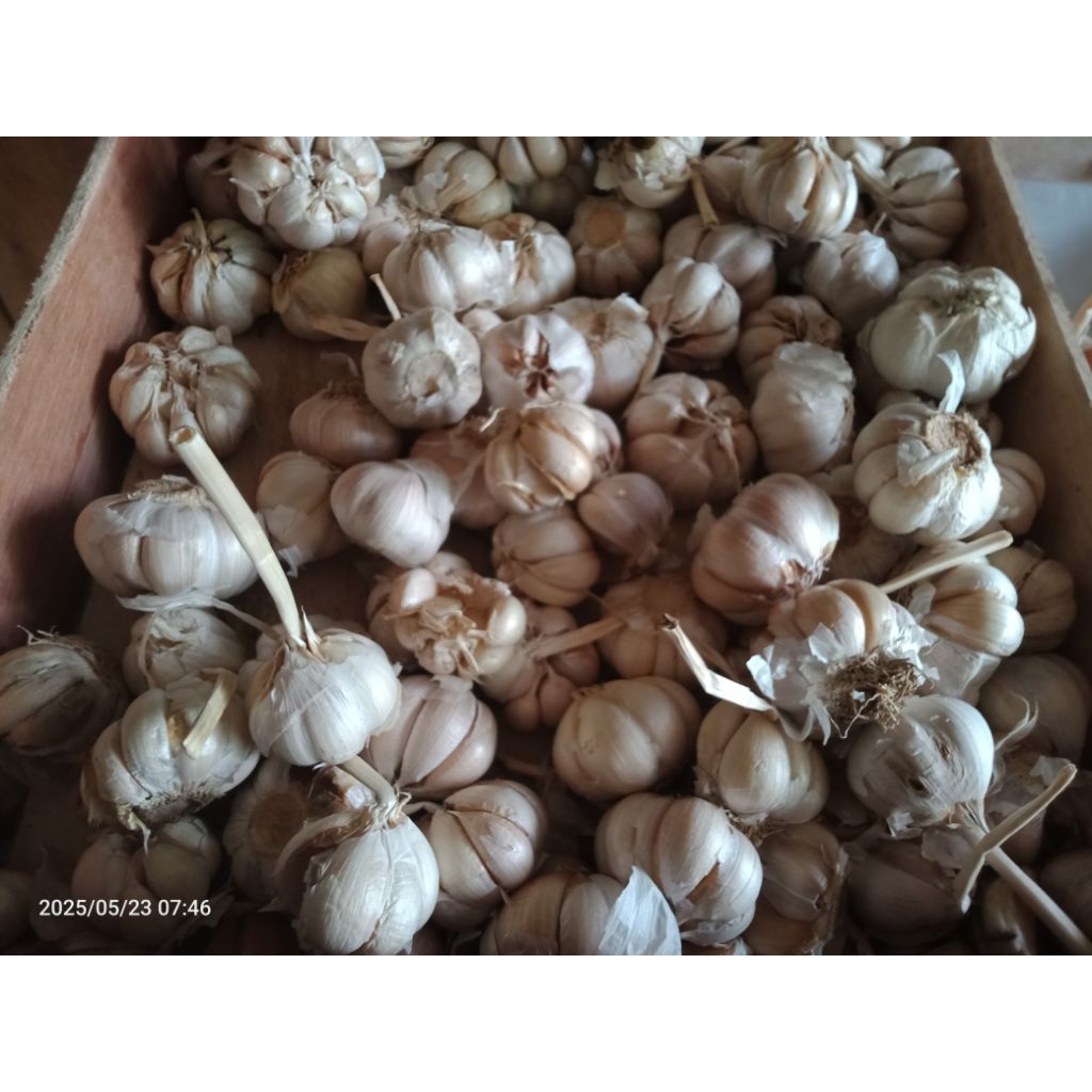 

BAWANG PUTIH BERSIH SUPER KERING 500 gr BISA KIRIM KELUAR KOTA