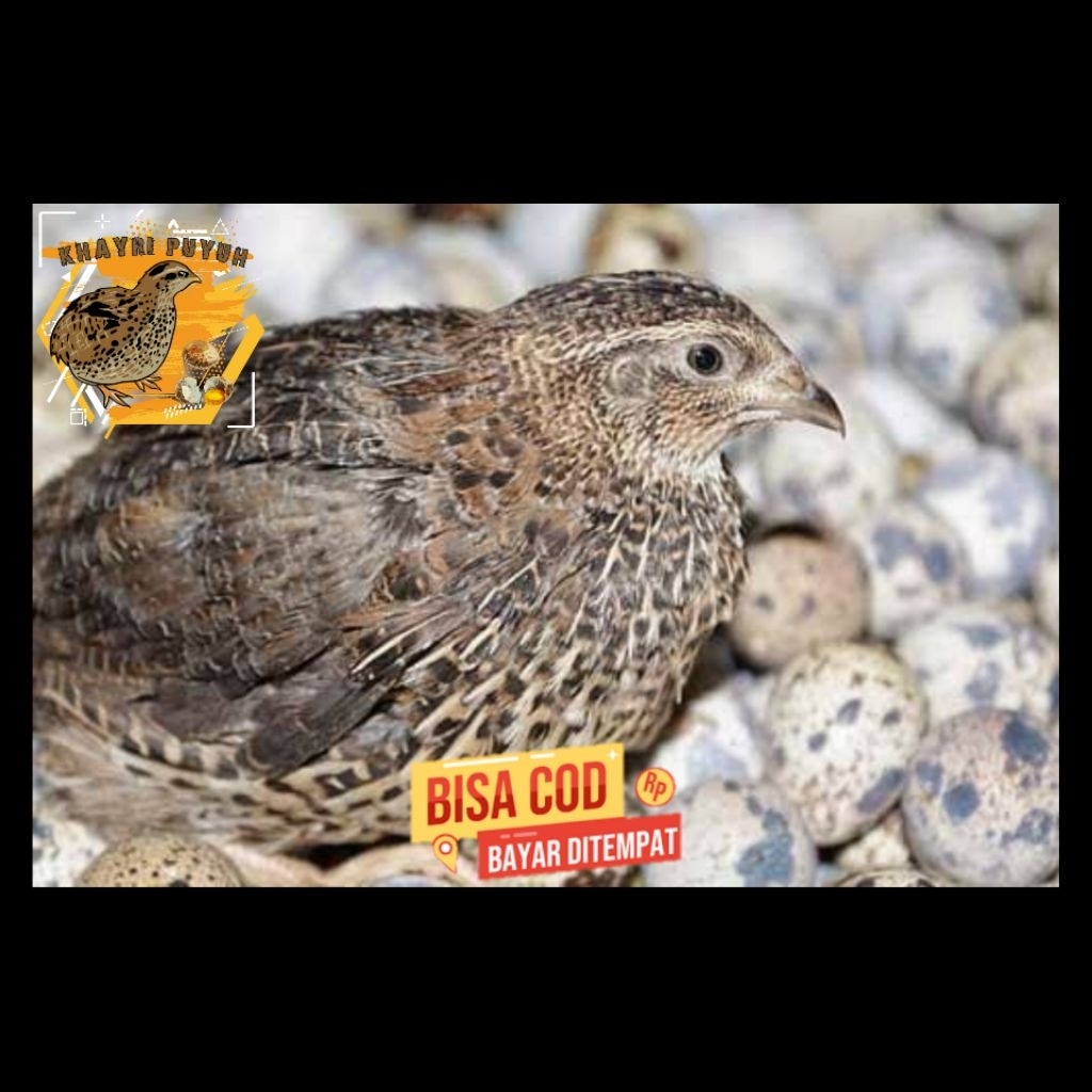 Telur puyuh fertil GPS menghasilkan bibit coklat untuk di tetaskan