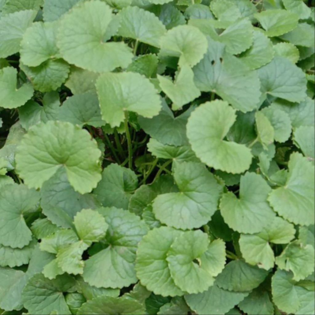 

Daun Pegagan Segar Antanan Tapak Kuda Isi Per 1 Kg Organik