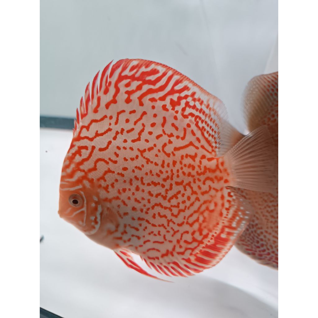 DISCUS GOLDEN LEO HIASAN AQUARIUM