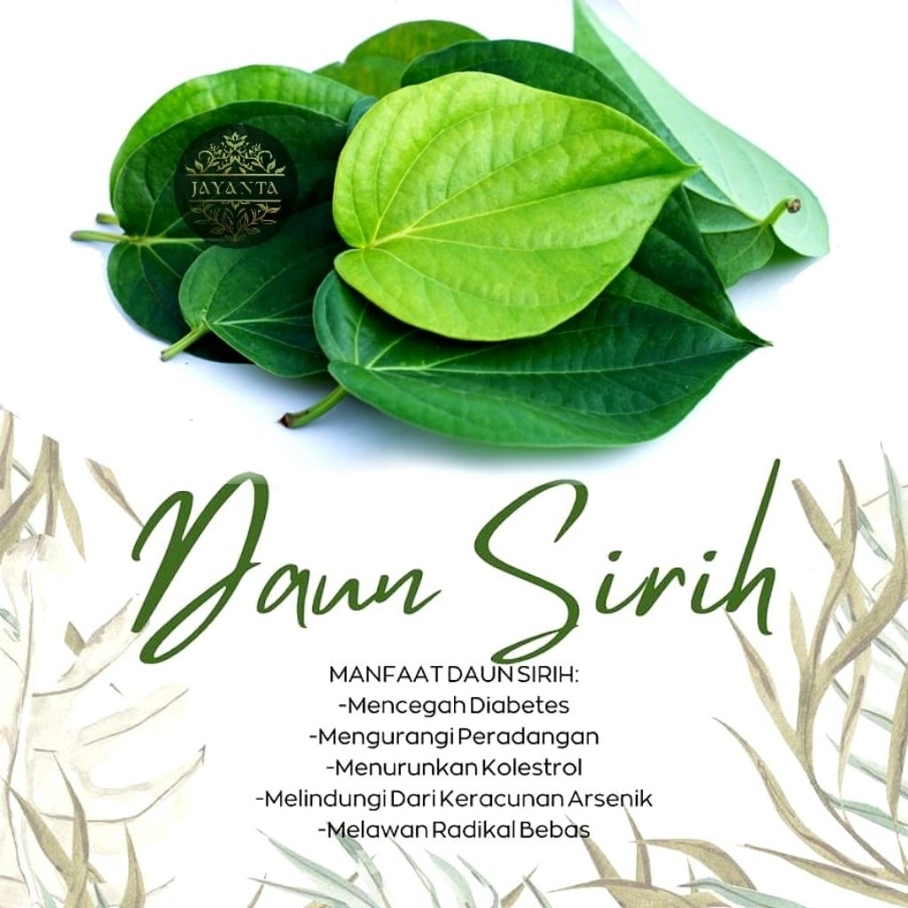 

Daun sirih suruh hijau 20 lembar fresh petik pas akan kirim