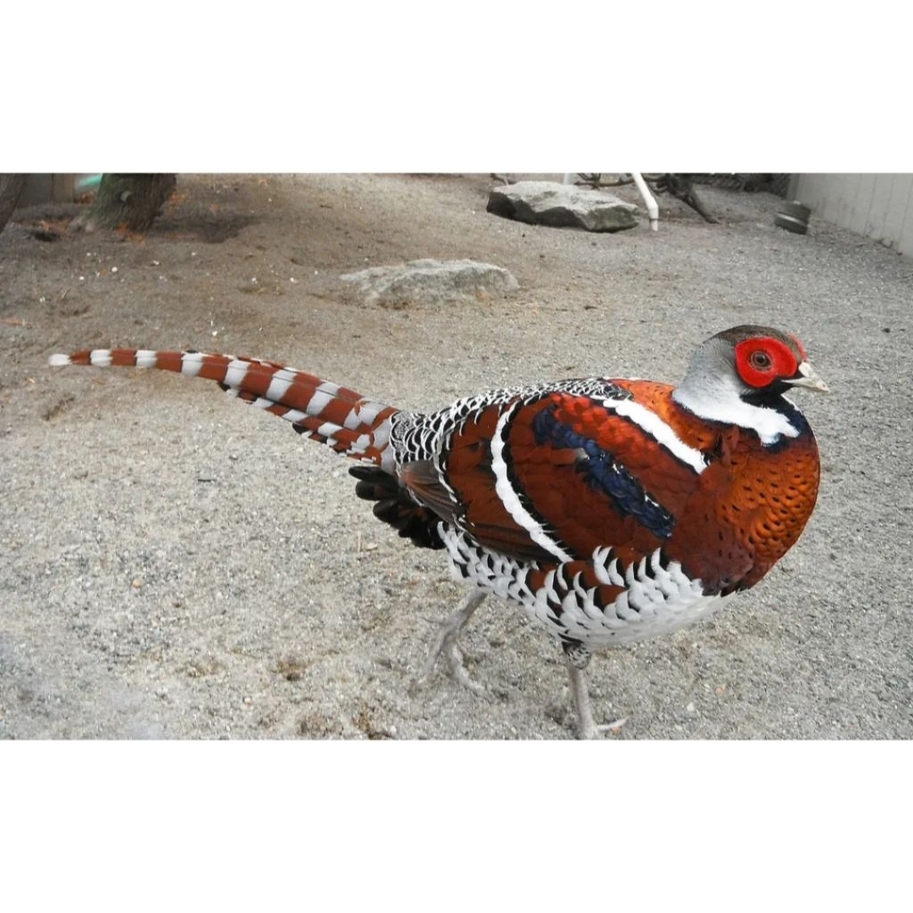 

telur ayam hias fertil Elliot Pheasant untuk ditetaskan