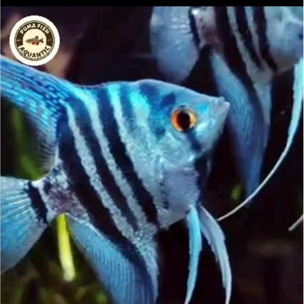 Menfish blue pinoy/ikanhias