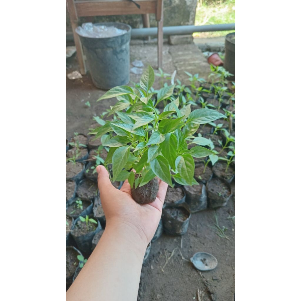 

Benih cabai siap tanam