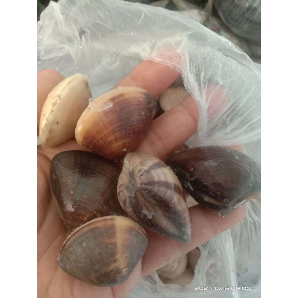 

Kerang tahu