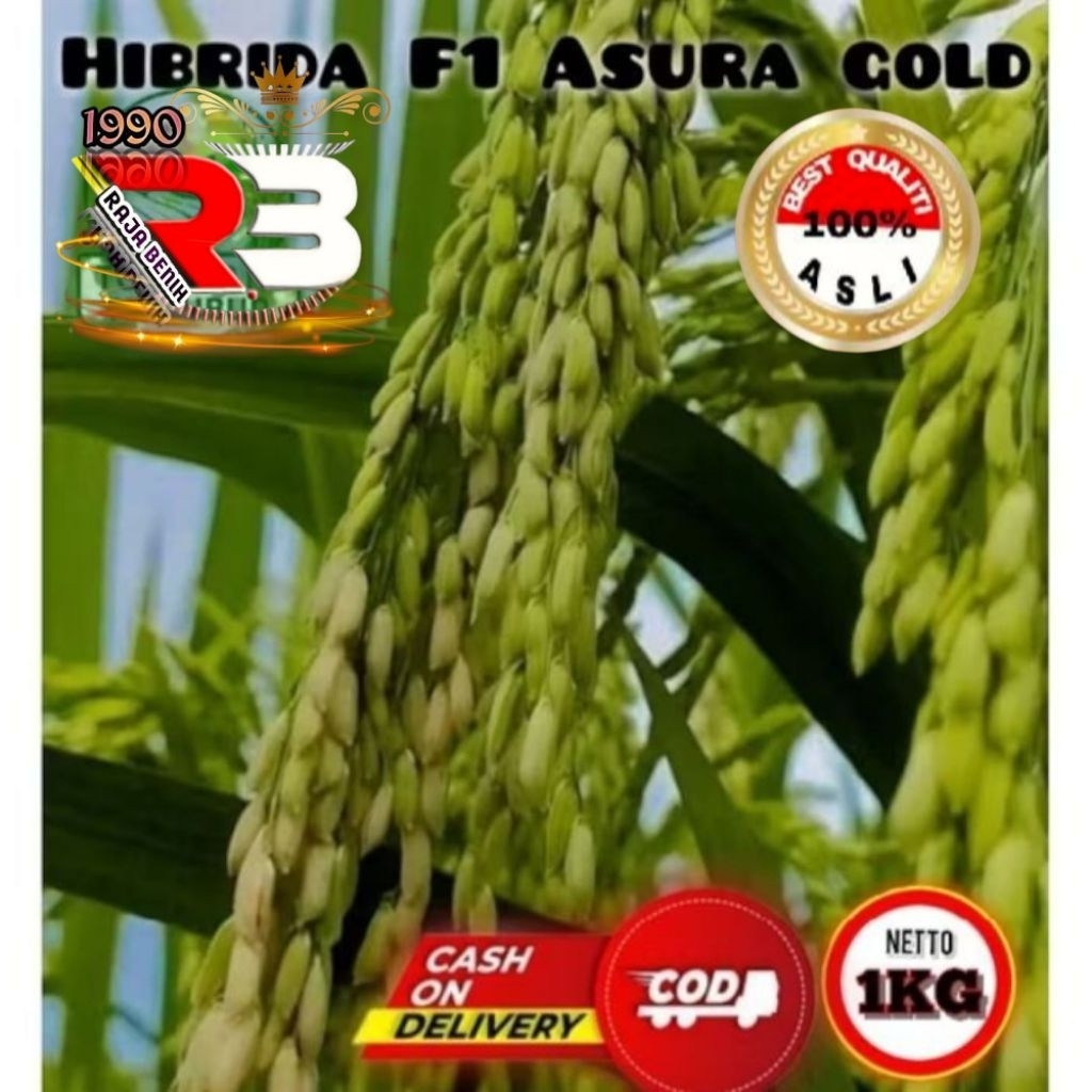 benih padi hibrida f1asura gold kemasan 1kg kualitas unggul