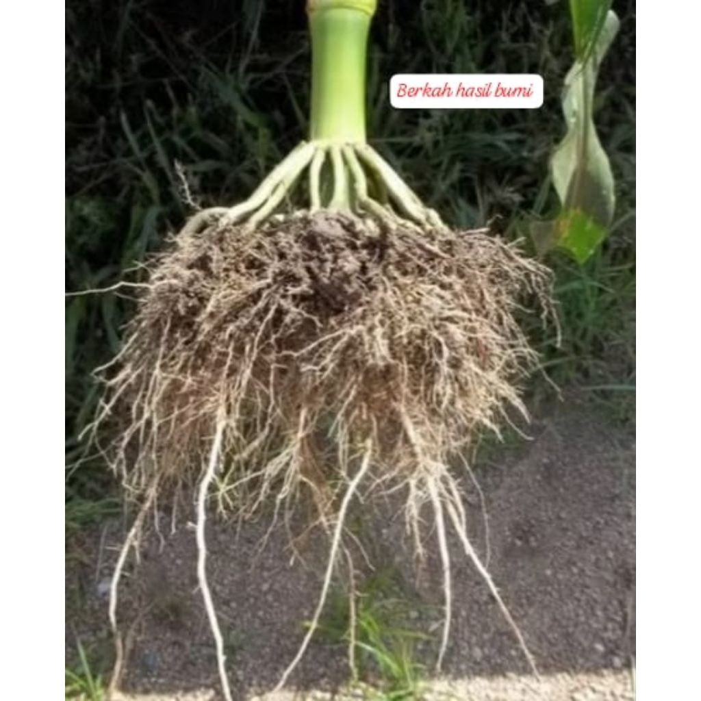 

HERBAL ALAMI 1kg AKAR JAGUNG