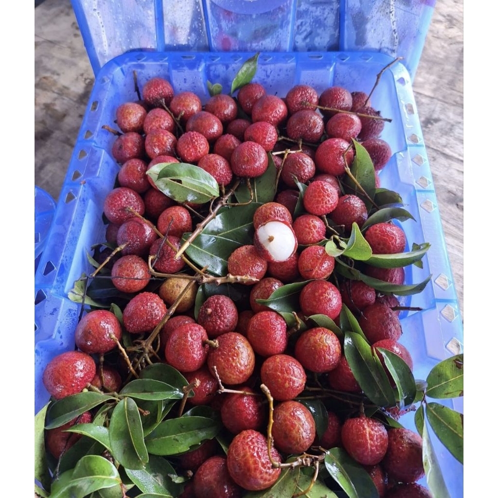 

Leci Merah 1kg / Lychee Malang Kota