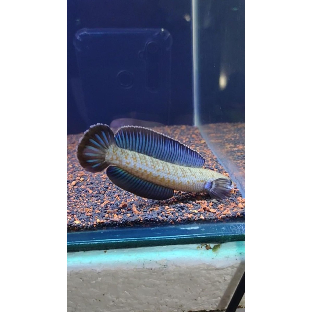 Stiker isi Channa andrao 5-6cm gondrong biru