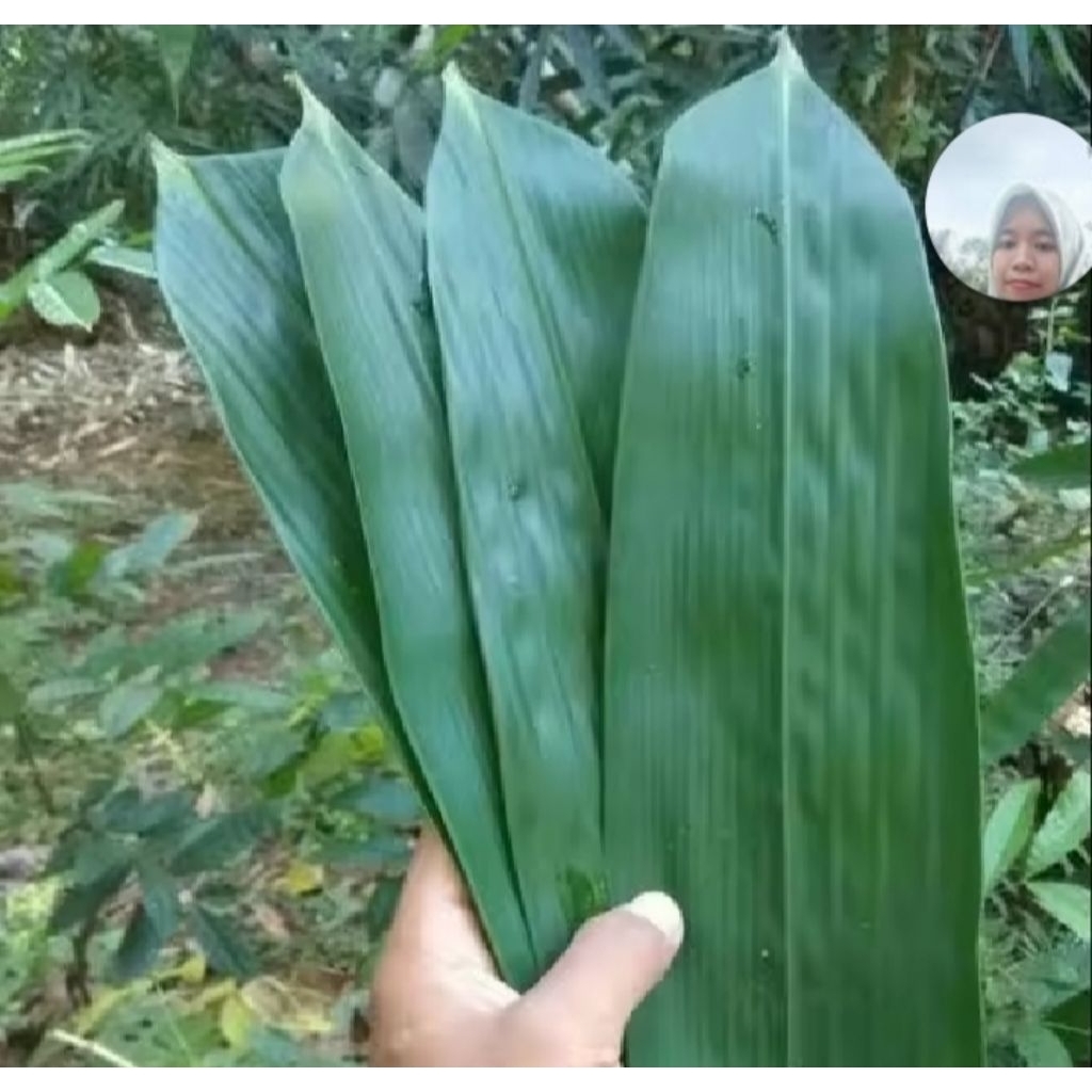 

daun bambu untuk bacang dikirim per 50 lembar