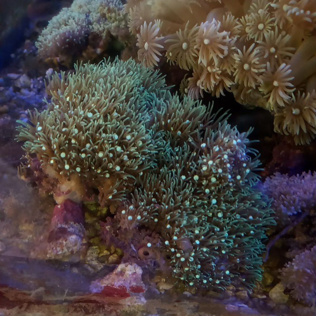 CORAL POLIP BINTANG IJO Koloni / GREEN STAR POLYPS COLONY(GSP)