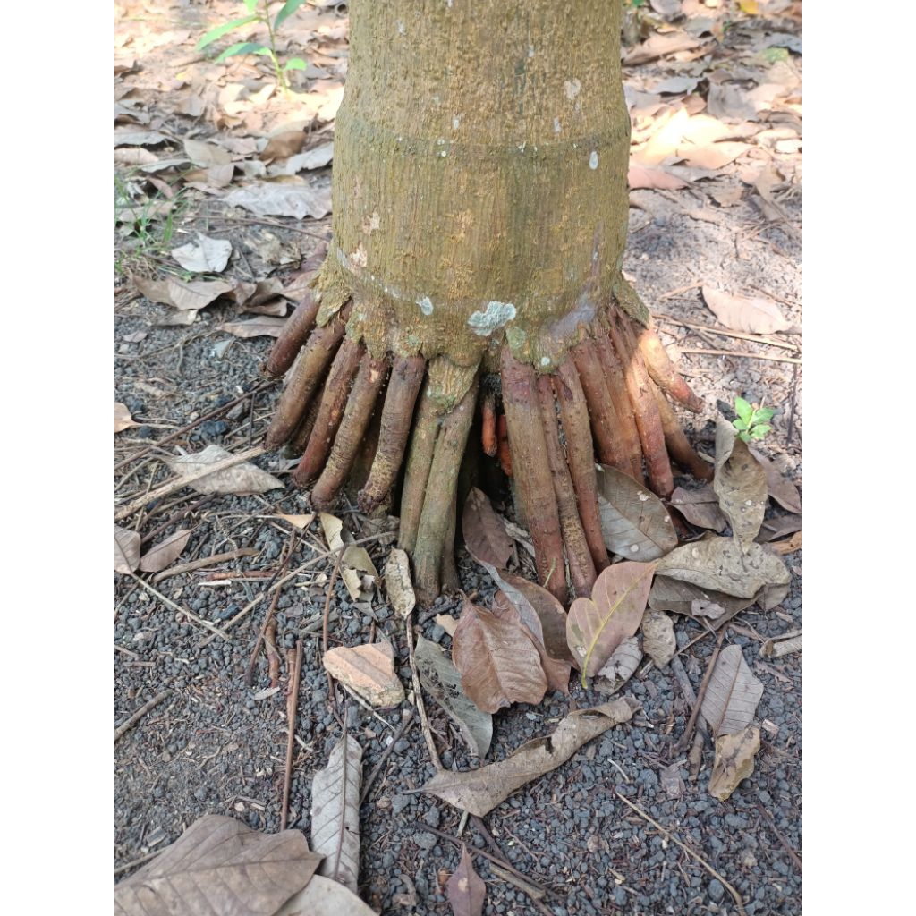 

akar pinang / harga di atas 250 gr