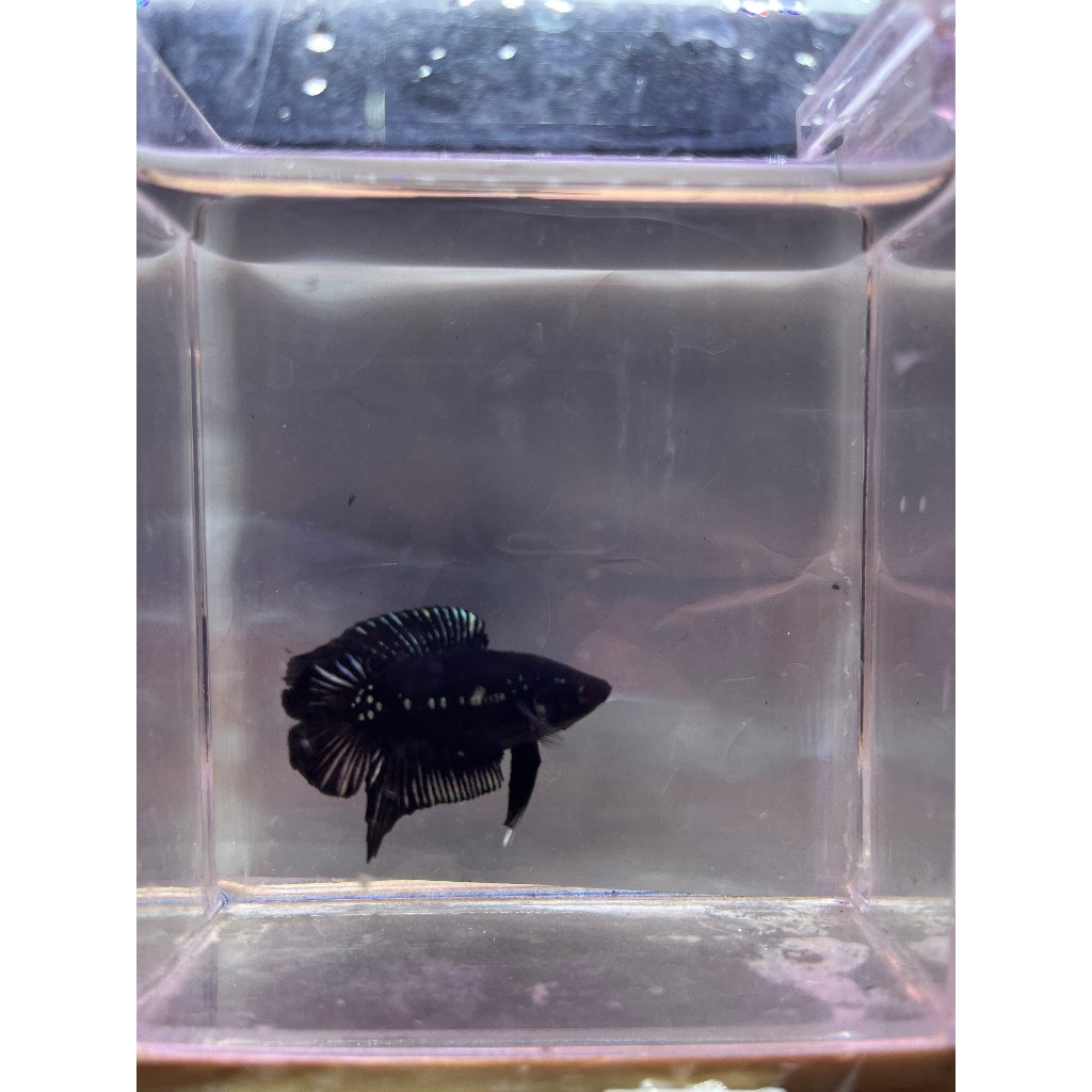 PKDT BLACK SAMURAI/MAMBA