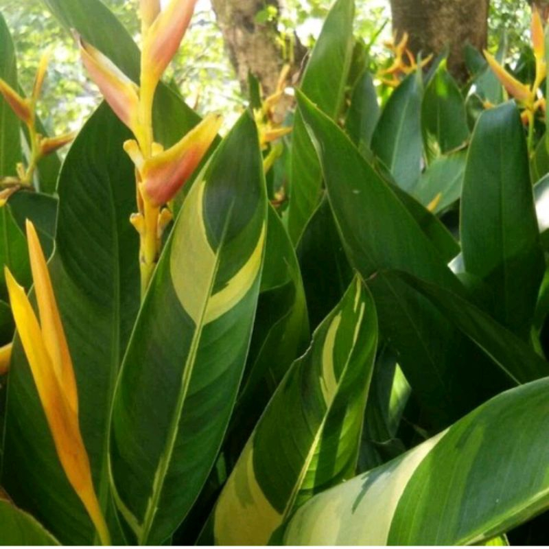 Bibit Tanaman Hias Pisang Bali Varigata Bunga Kuning Unggulan
