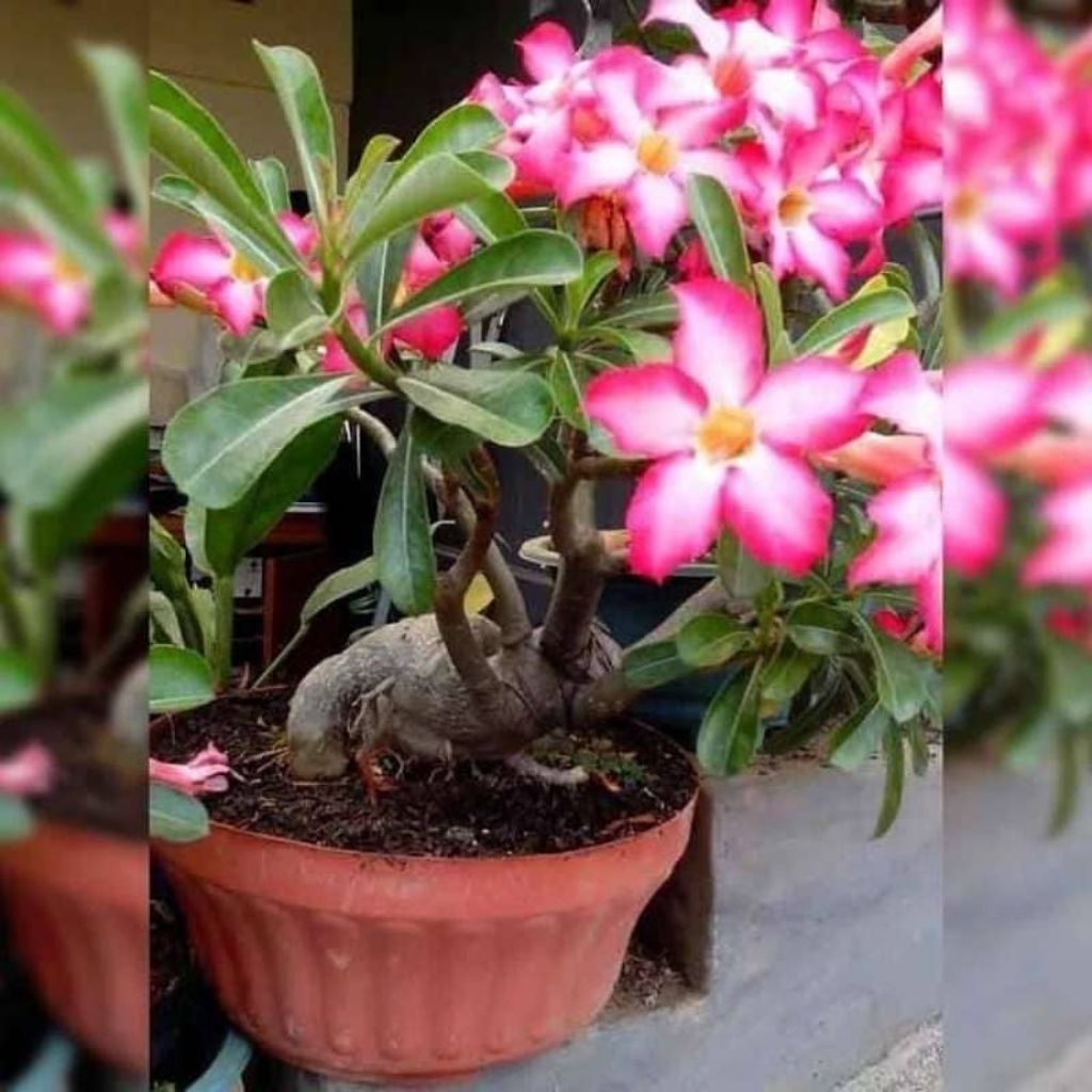 Adenium (kamboja jepang) merah & putih
