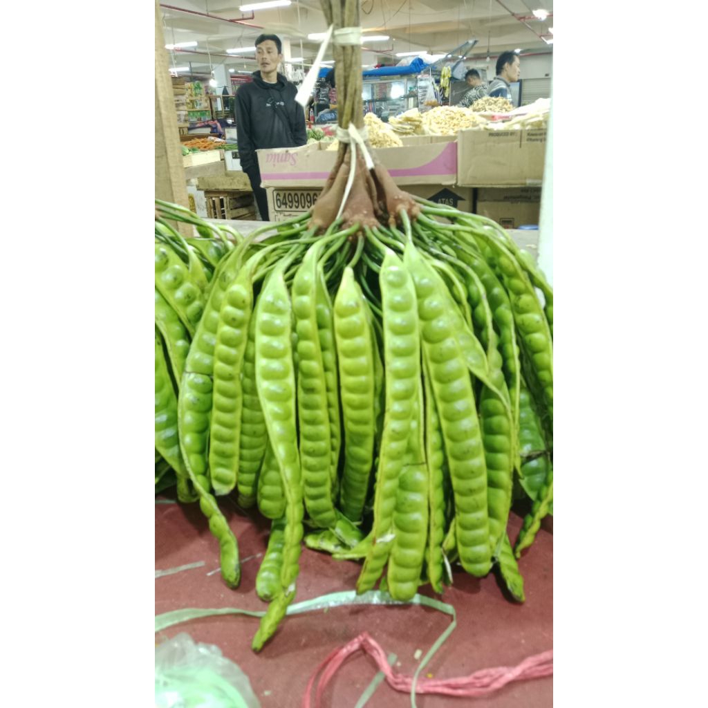 

PETE KWALITAS SUPER ISI 10 PAPAN HARGA TERJANGKAU