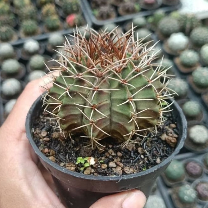 kaktus miha/LB hybrid mix/kaktus ijoan/kaktus murah
