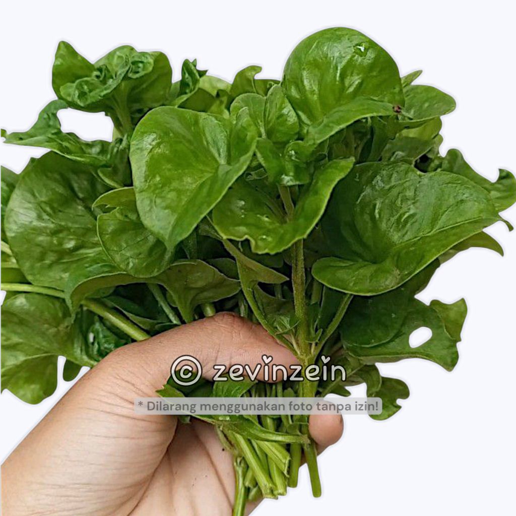 

STEK BATANG BAYAM BRAZIL FULL DAUN - SAYURAN BERGIZI TINGGI