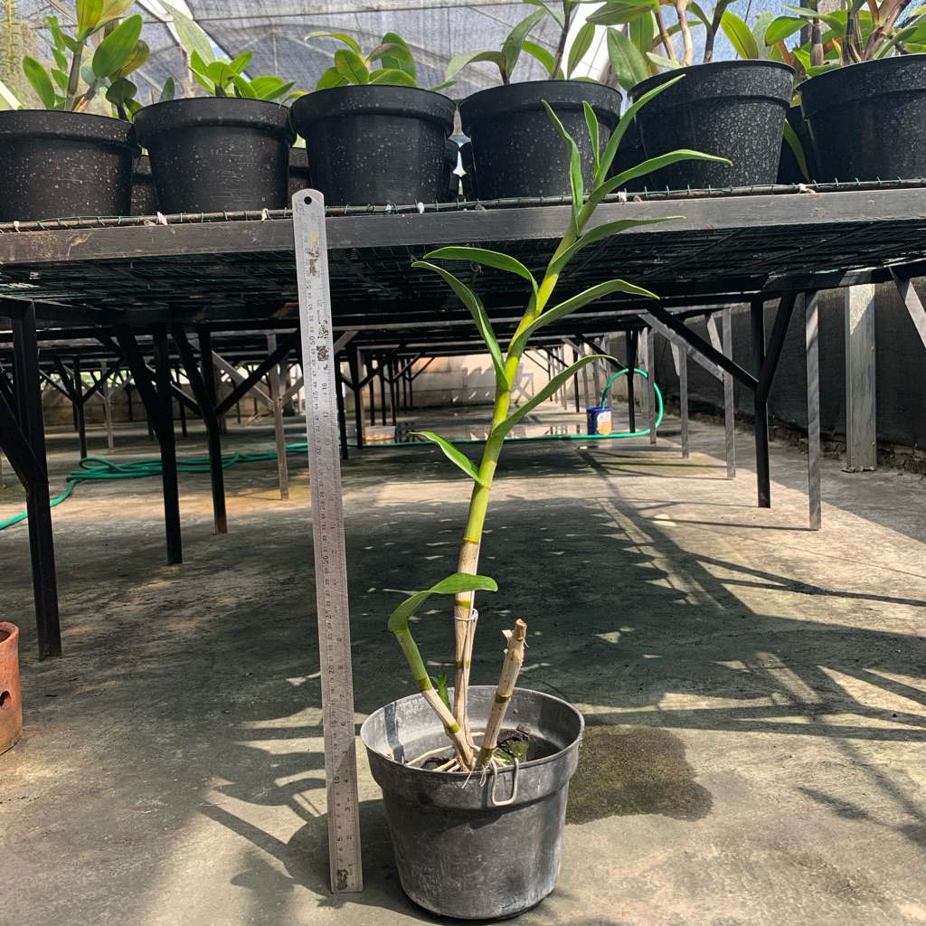 Dendrobium Edfrans Charming Dewasa Tanaman Anggrek Dendro