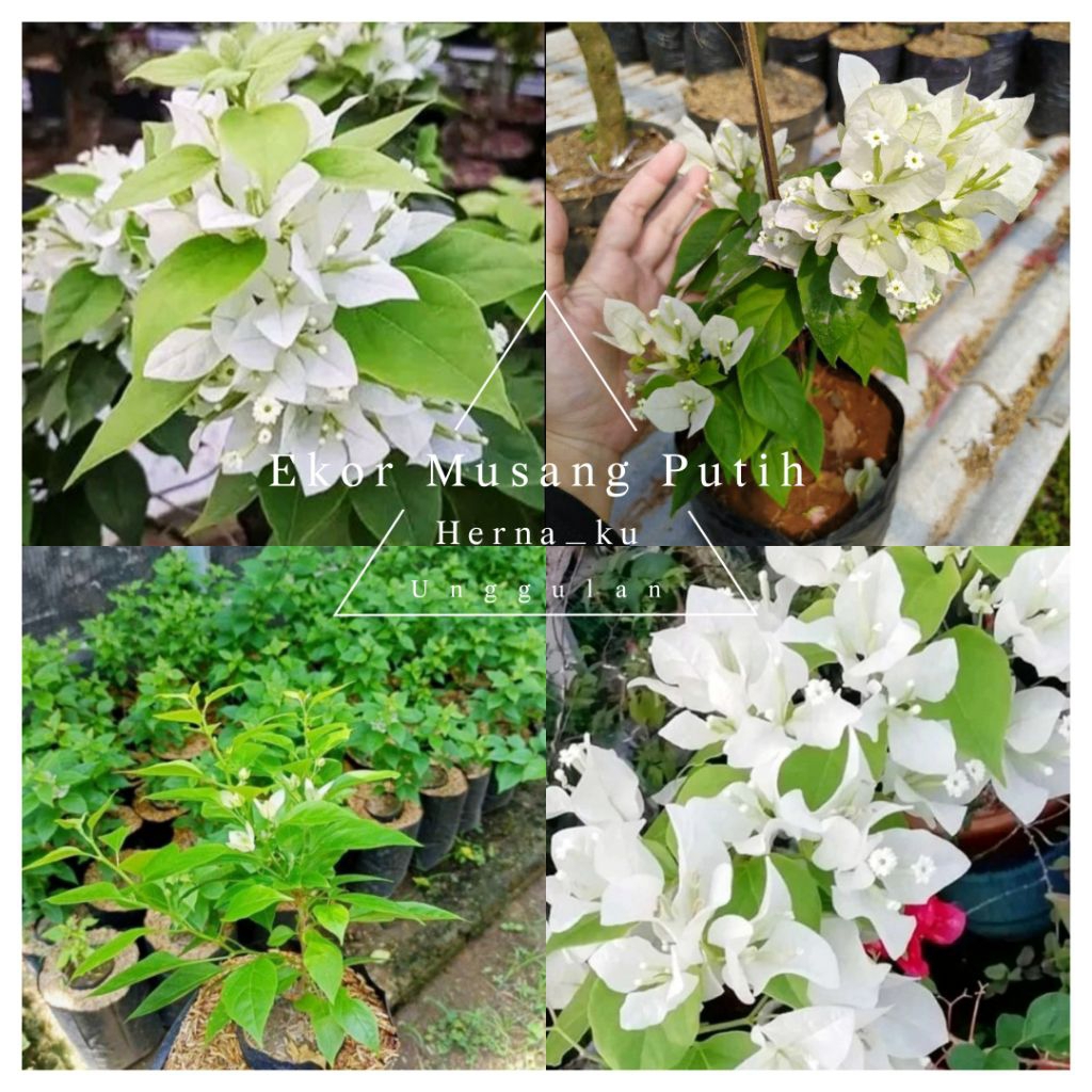 Bunga Bugenvil EKOR MUSANG PUTIH Orian | Bougenville EKOR MUSANG PUTIH Cepat Berbunga