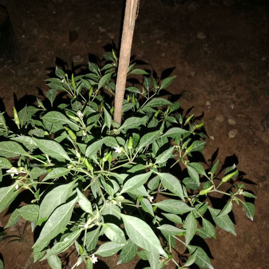 

Cabe Rawit merah polybag ukuran 35x35