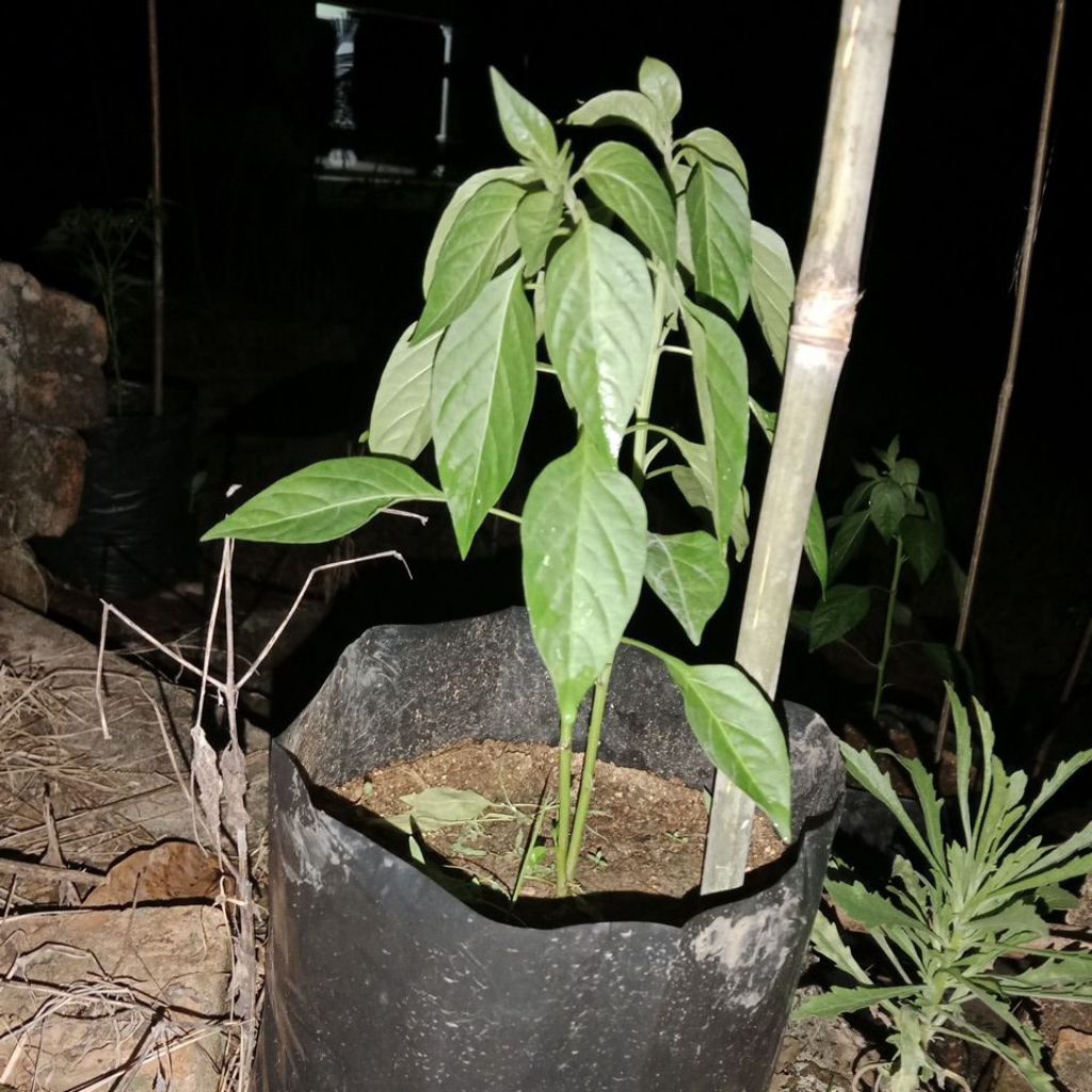 

Cabe rawit polybag ukuran 35x35