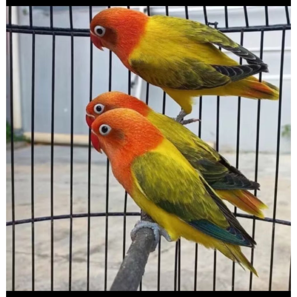 Lovebird Biola Euwing Gold Rawatan Istimewa