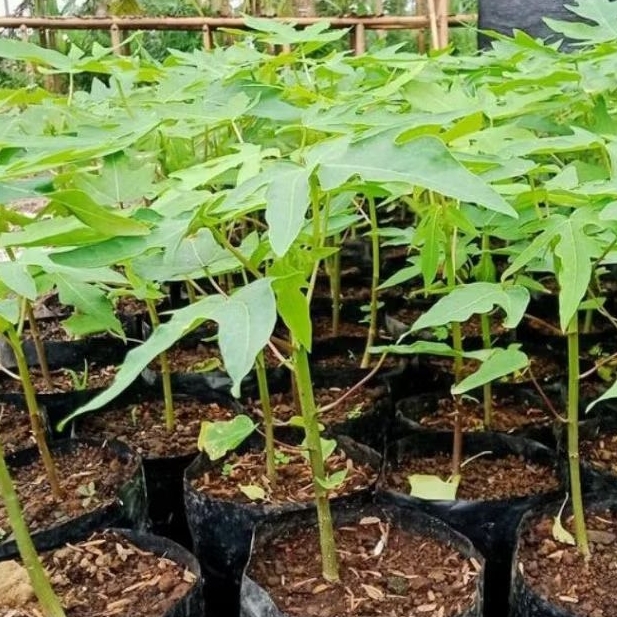 Bibit Pepaya California Siap Tanam