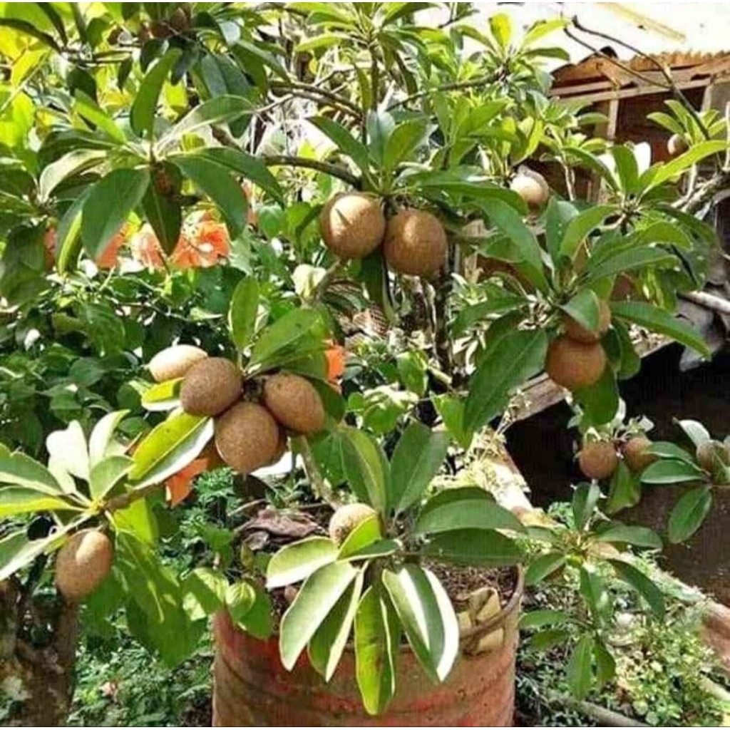 bibit tanaman sawo jumbo cangkok siap berbuah/berbuah