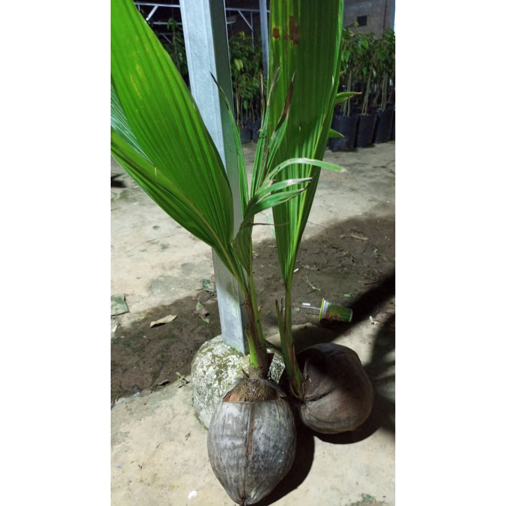 

kelapa Genjah entok