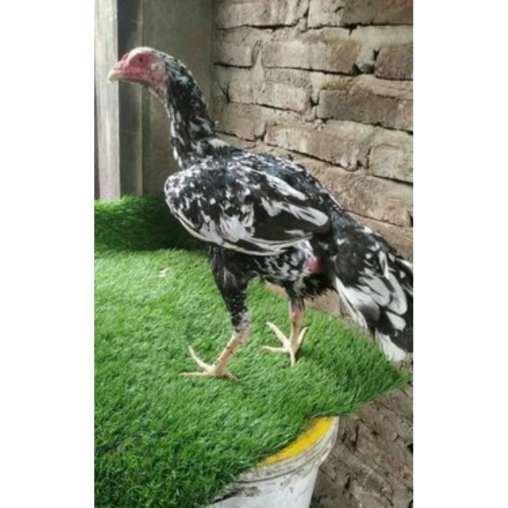 

Telur ayam Bangkok Thailand fertil siap untuk ditetaskan