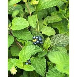 

Daun tembelekan segar 1kg, (Lantana camara)